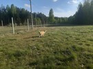 DOM ZE STAJNIĄ, URLE/Adampol, NA DZIAŁCE ZAGRODOWEJ - 13