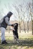 Sasza-porzucony bo zaczął „psocić”-pilnie potrzebny dom - 5