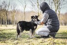 Sasza-porzucony bo zaczął „psocić”-pilnie potrzebny dom - 6