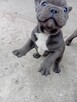 Buldog francuski - 4