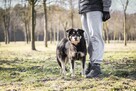 Sasza-porzucony bo zaczął „psocić”-pilnie potrzebny dom - 8