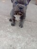 Buldog francuski - 3