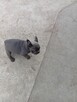 Buldog francuski - 5