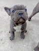 Buldog francuski - 2