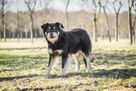 Sasza-porzucony bo zaczął „psocić”-pilnie potrzebny dom - 3