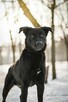 Kenzo- czarny młody pies do domu jako jedynak-adopcja - 4