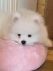 SZPIC MINIATUROWY POMERANIAN PIĘKNY BIAŁY MALUTKI PIESEK - 2