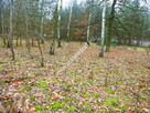 działka leśna z prawem zabudowy - 4