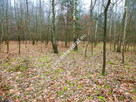 działka leśna z prawem zabudowy - 5