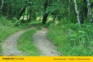 Działka budowlana w lesie! Zamieszkaj w naturze. - 16