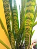 Filodendron, szczawik, monstera i inne - 6