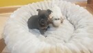 Śliczny Piesek chihuahua okolice Warszawy - 3