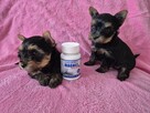 YorkShire Terrier - szczenięta - 6