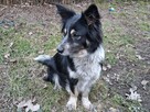 Mary w typie Border Collie czeka na dom - 5