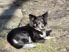 Mary w typie Border Collie czeka na dom - 4