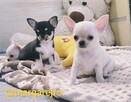 Chihuahua po Championie rodowód ZKWP - 5