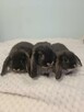 Króliczki mini lop domowa hodowla - 3