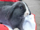 Mini lop niebieska samiczka