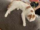 Kot do adopcji - 2