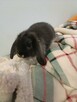 Króliczki mini lop domowa hodowla - 4