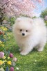 SZPIC MINIATUROWY POMERANIAN PIĘKNE MALUTKIE PUCHATE