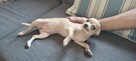 Chihuahua piękna dziewczynka krótkowłosa - 6