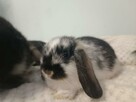Króliczki mini lop domowa hodowla - 2