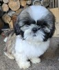 Piesek Shih tzu, tri color, pìękny