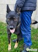 HOMER - piękny psiak w typie wilczaka do adopcji - 2