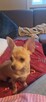 Chihuahua piękna dziewczynka krótkowłosa - 4