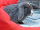 Niebieskie baranki mini lop