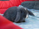 Niebieskie baranki mini lop - 6