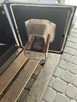 Kocioł na pellet termo - tech PELL DUO+ 14 kW palnik pellet - 4