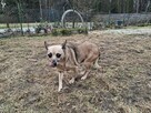 Malutka MYSZKA czeka na nowy dom - 6
