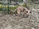 Malutka MYSZKA czeka na nowy dom - 4
