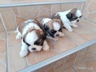 Shit tzu - 7