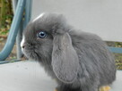 Niebieskie baranki mini lop