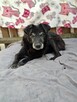 Dziadek Mróz-starszy porzucony piesek do pilnej adopcji - 3