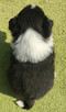 BORDER COLLIE, klasyk z dokumentami - 4