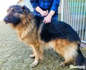 PREZES - piękny owczarek niemiecki długowłosy ADOPTUJ - 2