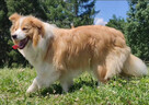 BORDER COLLIE, klasyk z dokumentami - 6