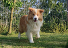 BORDER COLLIE, klasyk z dokumentami - 7