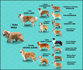 BORDER COLLIE, klasyk z dokumentami - 8