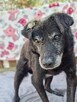 Dziadek Mróz-starszy porzucony piesek do pilnej adopcji - 4