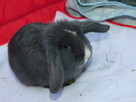 Niebieskie baranki mini lop - 14