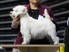 West highland white terrier - 8