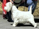 West highland white terrier - 5
