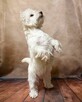 West highland white terrier - 4