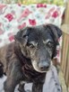Dziadek Mróz-starszy porzucony piesek do pilnej adopcji - 2