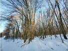 Nieruchomość leśna (Sokół, gm. Sobolew) - 2